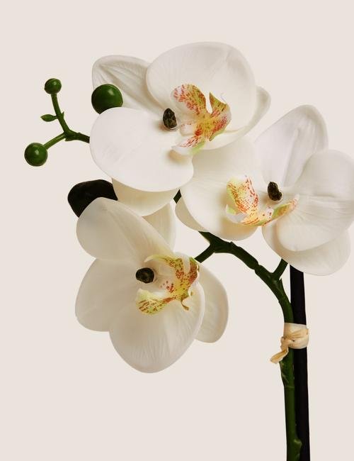 Beyaz Küçük Boy Dekoratif Orkide